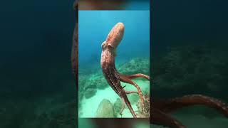 Octopus Under Water #underwater #octopus #shorts