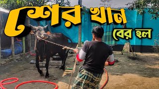 বর্ডার ক্রস ষাড় গরু শের খান || কাটাপ্পা ও বেয়াদবি শুরু করল || Purbasha Agro