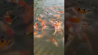 KOI BLITAR DIBESARKAN DI BEKASI #koi #KOIBLITAR #ikankoi #koilokal #kohaku #gosanke