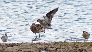 Großer Brachvogel _ Numenius arquata _ Eurasian Curlew _ Vogelbeobachtung