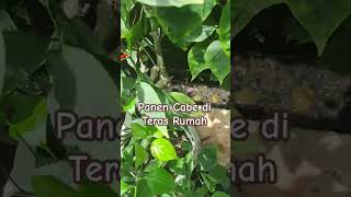 Tanam dan Panen Cabe Di Teras Rumah #agriculture #cabe #plants #planting #tanaman #tanamanhias