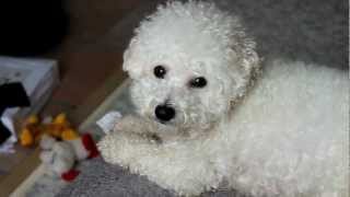 Bichon Freeze