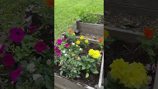 Charlotte’s flower bed #gardening #garden #marigolds #dahlias #plants #plantlovers #diyprojects