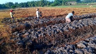 awal pengolahan lahan untuk tanam bawang merah,agar tanaman tumbuh subur& sehat