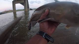 5-26-19 OHIO RIVER BANK FISHINGl(CINCINNATI) FLATHEAD