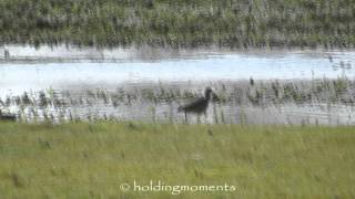 Whimbrel Summer Leys 24th April 2016