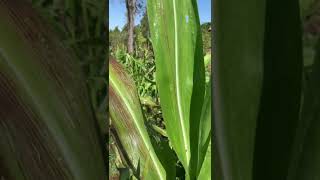 Vídeo de agricultor mostrando os efeitos de viroses do híbrido AG1051.