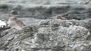 Purple Sandpiper