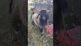 Hunky Goat | Comedy Goat