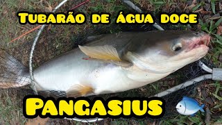 Tubarão de água doce ( Pangasius )  #pangasfishcutting #catfishing #pescaria #pesqueiro #tubarão