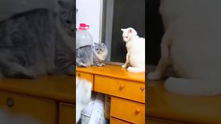 New Funny Animals Video | Cute Cat Fighting video | #cat #newfunnyanimalsvideos2023