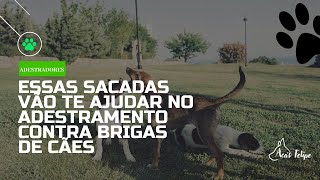 Como separar brigas de cães, adestradores usem essas sacadas no adestramento