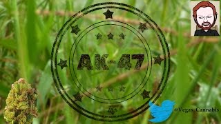 AK-47 Strain Information / Review