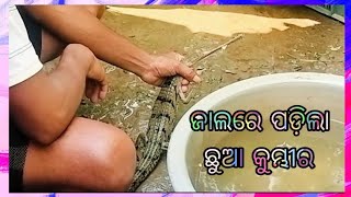 ଜାଲରେ ପଡ଼ିଲା ଛୁଆ କୁମ୍ଭୀର//geet sangeet express