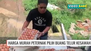 Peternak buang telur ke sawah dari pada menjualnya