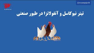 تیتر نیوکاسل و آنفولانزا در طیور صنعتی