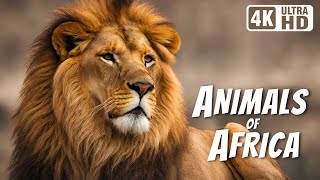 Most Amazing Animals | Stunning Nature | Stress Relief | African Wildlife | Names of Animals