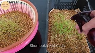 استنبات الشعير والقمح فالمنزل بدون تربة - غذا الملوك How to grow Wheatgrass at home