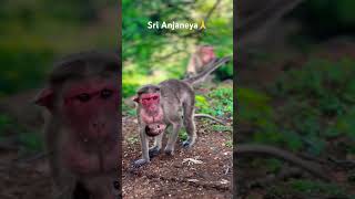 #srianjaneya #monkey #familyvlogs #swamy #anjaneya #music #song #love