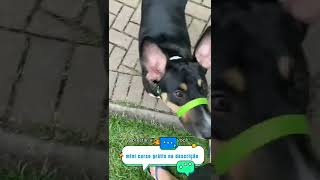 cachorro comportado no passeio