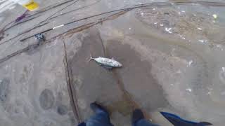 Bonito | Rock Fishing