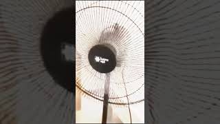 #shortvideo #fan ventilador  de coluna Loren Sid