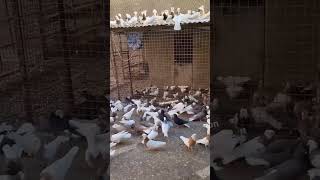 #pigeon #birds #kabutar #shorts #viralvideos #shortsviral #nadeempigeontv