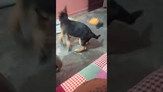 German shepherd puppy playing