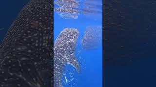 Whale Shark and a tiny ball of bait fish! #shorts