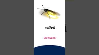 Glowworm meaning in Gujarati - English Dictionary