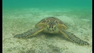 Swimming with Sea Turtles on Iida Beach, Iriomote Island September, 2023