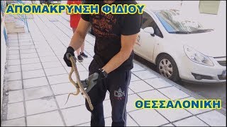 Απομάκρυνση Λαφιάτη, Θεσσαλονίκη - Snake rescue - removal