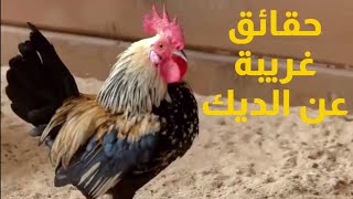 حقائق غريبة عن الديك