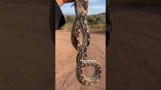 The Sonoran Gophersnake