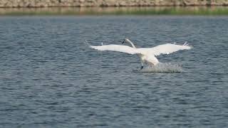 Höcker _ schwan Landung _ #Vogelbeobachtung