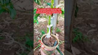 part2 cara cangkok susu alpukat#pertanian #berkebun #berkebundirumah #petualangan #lebah #madu