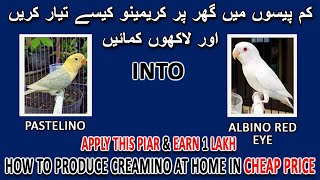 کم پیسوں میں گھر پر کریمینو کیسے تیار کریں | HOW TO PRODUCE CREAMINO IN CHEAP INVESTMENT | AA BIRDS