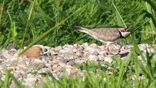 Brut eines Flussregenpfeifer s im Flußkiesel _ #Vogelbeobachtung