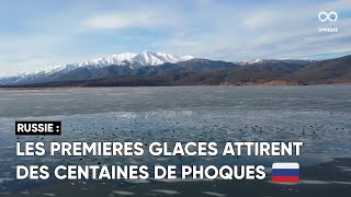 Une colonie de phoques s'installe sur les premières glaces de la baie de Chivyrkuisky