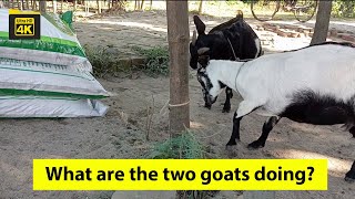 Goat Sound Video Two Goat Fighting Amazing Video Animal Theater