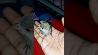 cute tiny bird on my hand ❤️ #pets