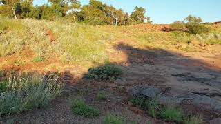 Jurat Reserve kangaroo's, Dampier, Australia