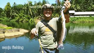 Kerala River Fishing - Malabar Snakehead from kottayam