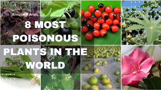 Most dangerous and poisonous plants 😱😨 (tagalog)