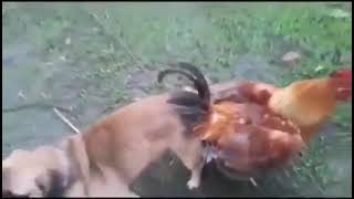 Mamá el perro se culio a la gallina