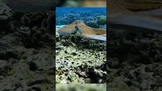 Octopus Under Water | Animal, Animal shorts, #shorts  #octopus