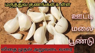 பூண்டு விதை முதல் அறுவடை வரை பாகம்-1 2023 Edition Garlic seed to harvest-1