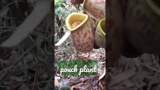 pouch plant #indonesia_orangutan_tours #tanjungputingnationalpark