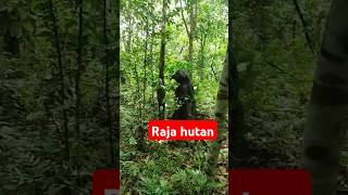 Sosok asli suku pedalaman sang raja hutan #sukupedalaman