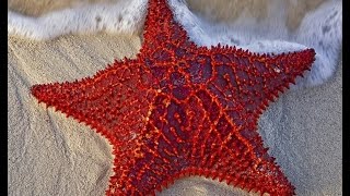 Starfish Are Radially Symmetrical Marine Creatures